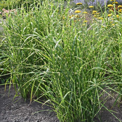 Miskant chiński Strictus 2L