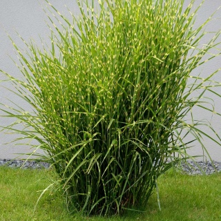 Miskant chiński Strictus Dwarf 2L