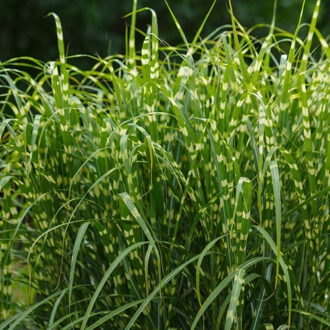 Miskant chiński Zebrinus 3L