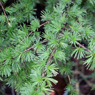 Modrzew europejski 2L