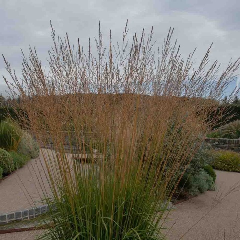 Molinia Karl Forester 2L