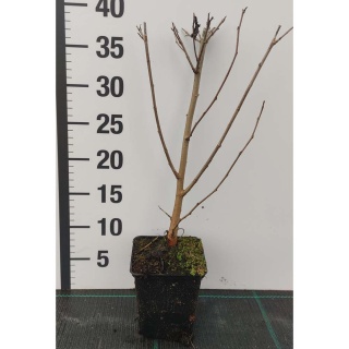 Morwa biała P9(0,5L)