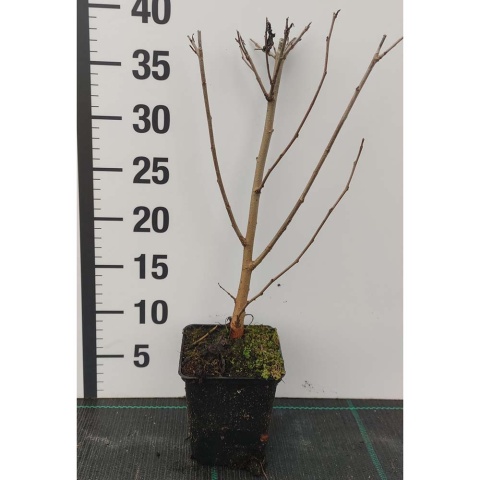 Morwa biała P9(0,5L)