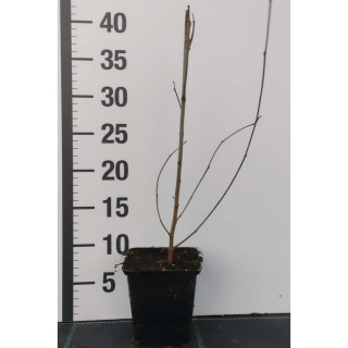 Morwa czarna P9(0,5L)