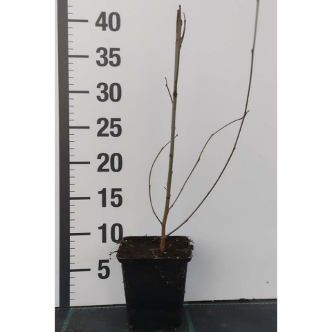 Morwa czarna P9(0,5L)