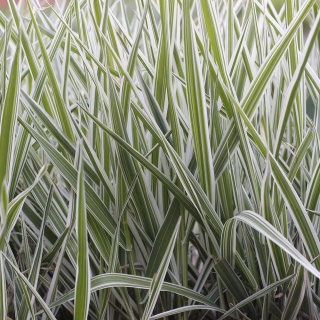 Mozga trzcinowata Arctic Snow 2L