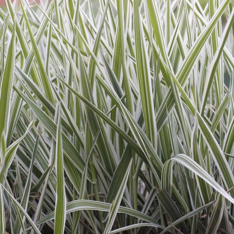 Mozga trzcinowata Arctic Snow 2L