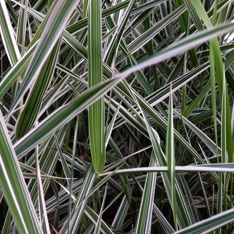 Mozga trzcinowata pstra Dwarf Garters P11(1L)