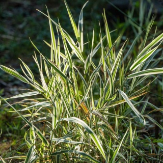 Mozga trzcinowata pstra Picta P11(1L)