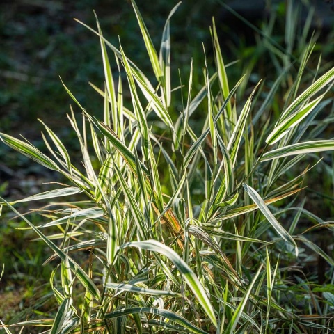 Mozga trzcinowata pstra Picta P11(1L)