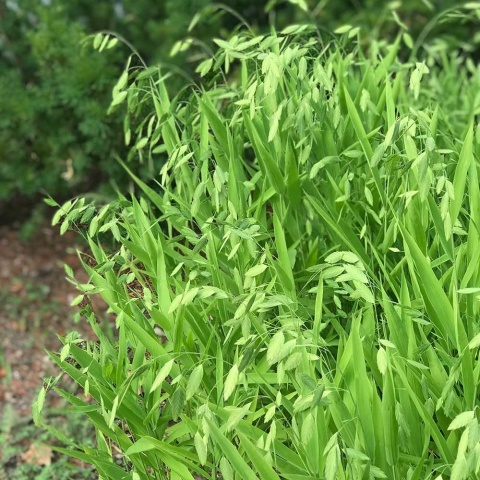 Obiedka szerokolistna P11(1L)