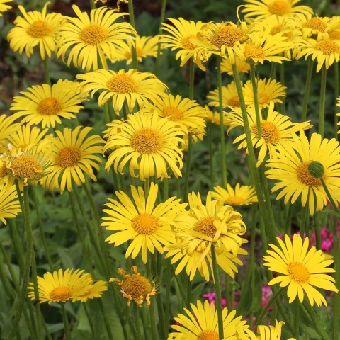 Omieg wschodni P11(1L)