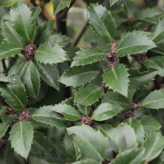 Ostrokrzew Meservy Heckenstar P11(1L)