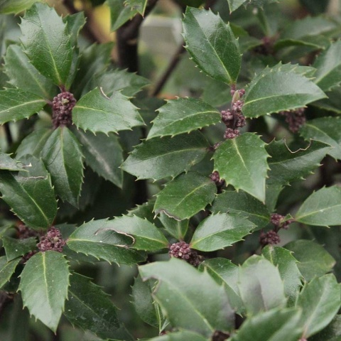 Ostrokrzew Meservy Heckenstar P11(1L)