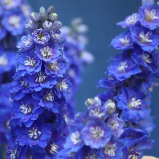 Ostróżka Dark Blue White Bee 2L