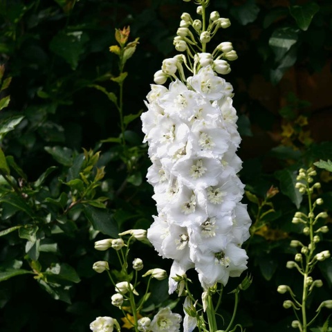 Ostróżka Excalibur Pure White 2L