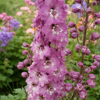 Ostróżka Lilac Rose White Bee 2L