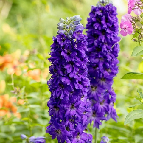 Ostróżka ogrodowa Dark Blue Black Bee 2L