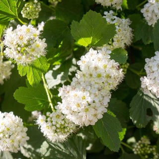 Pęcherznica kalinolistna 2L