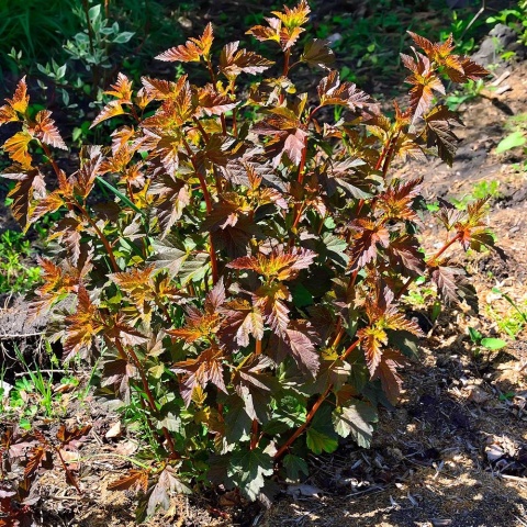 Pęcherznica kalinolistna Andre 2L