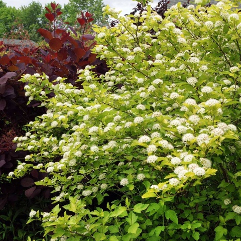 Pęcherznica kalinolistna Darts Gold 2L