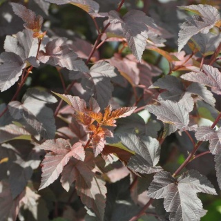 Pęcherznica kalinolistna Diable Dor 2L