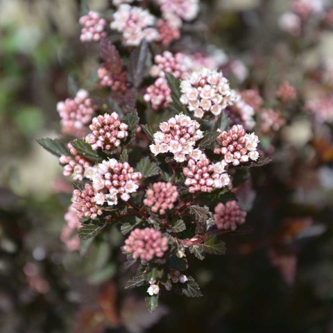 Pęcherznica kalinolistna Little Devil 2L