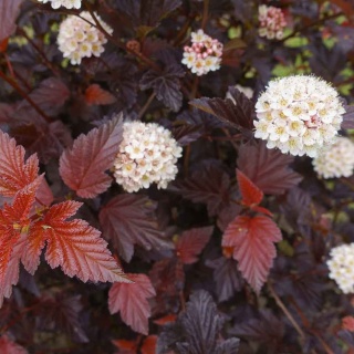 Pęcherznica kalinolistna Schuch 2L