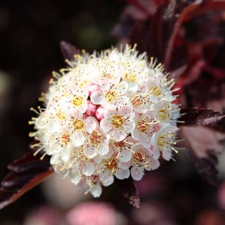 Pęcherznica kalinolistna Tilden Park 5L