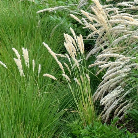 Perłówka orzęsiona P9(0,5L)