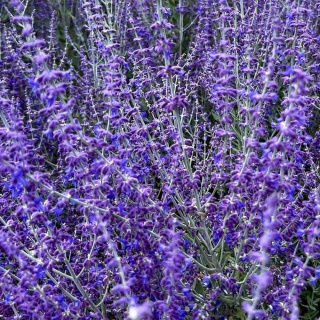 Perowskia łobodolistna Blue Spire P11(1L)