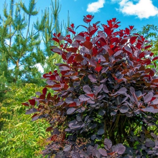 Perukowiec Podolski Royal Purple 2L