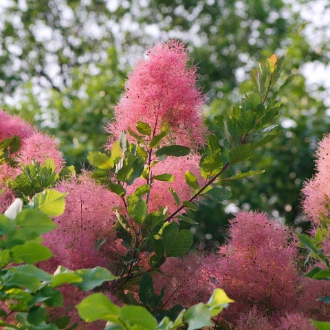 Perukowiec podolski Kolmagito 2L