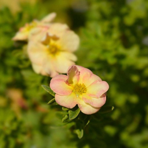 Pięciornik krzewiasty Bella Apple 3L