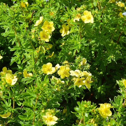 Pięciornik krzewiasty Mango Tango 3L