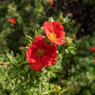 Pięciornik krzewiasty Red Lady 5L