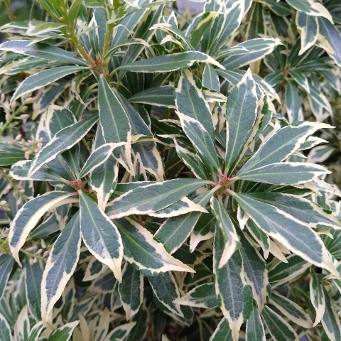 Pieris japonica Variegata P11(1L)