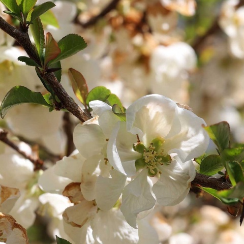 Pigwowiec Jet Trail 2L