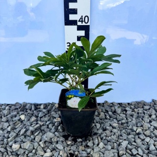 Piwonia chińska Avalanche 2L