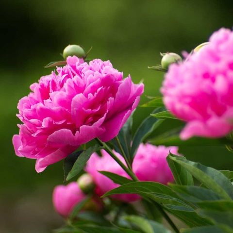 Piwonia chińska Barbara 2L