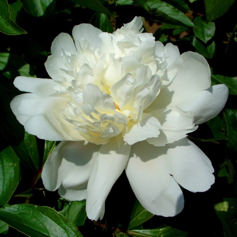 Piwonia chińska Immaculee 2L