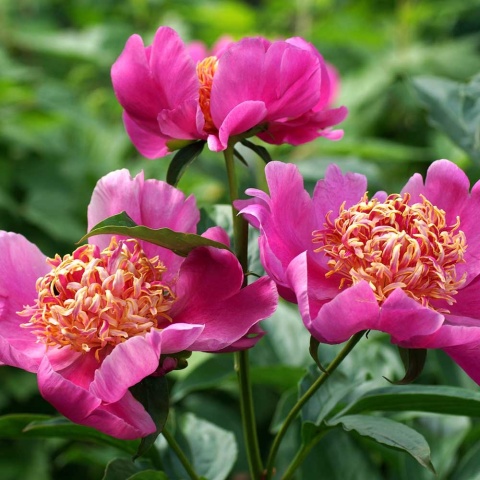 Piwonia chińska Neon 2L