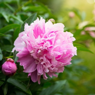 Piwonia chińska Pink 2L