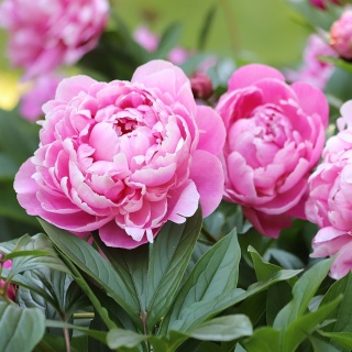 Piwonia chińska różowa pełna 2L