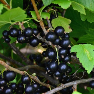 Porzeczka czarna Ruben P9(0,5L)