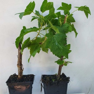 Porzeczka czarna Ruben P9(0,5L)