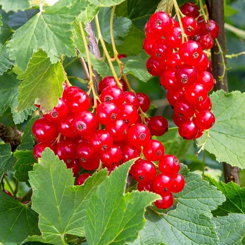 Porzeczka czerwona Jonkheer van Tets P9(0,5L)