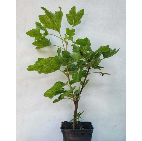 Porzeczka czerwona Jonkheer van Tets P9(0,5L)