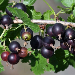 Porzeczkoagrest P9(0,5L)