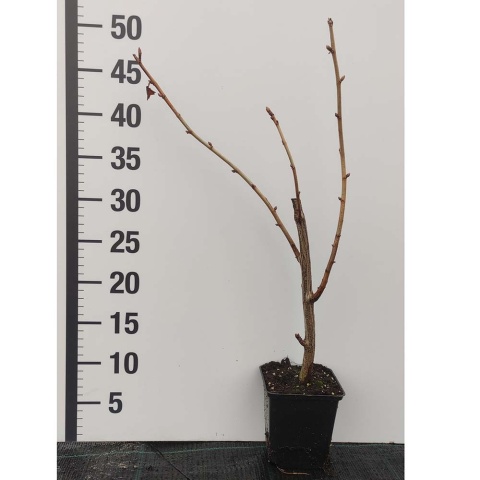 Porzeczkoagrest P9(0,5L)